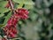 Red flowers of the Broad-leaved Paperbark