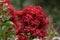 Red Flowers, Bunched