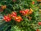 Red flowers on a bush. Beautiful garden. Element of nature