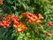 Red flowers on a bush. Beautiful garden. Element of nature