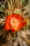 Red flowers of a cactus