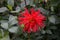 Red flowers of Cactus dahlias in October. Cactus dahlias â€“ Double blooms, ray florets pointed. Berlin, Germany