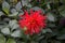 Red flowers of Cactus dahlias in October. Cactus dahlias â€“ Double blooms, ray florets pointed. Berlin, Germany