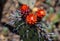 Red flowers on cactus, San Pedro Cactus