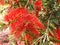 Red flowers of the callistemon or bottlebrush