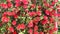 Red flowers callistemon or bottlebrush