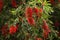 Red flowers of Callistemon in full bloom