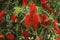 Red flowers of Callistemon in full bloom