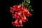 Red flowers of Campsis, radicans grandiflora trumpet creeper vine climbing blooming liana plant, isolated on black background