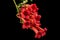 Red flowers of Campsis, radicans grandiflora trumpet creeper vine climbing blooming liana plant, isolated on black background