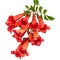 Red flowers of Campsis, radicans grandiflora trumpet creeper vine climbing blooming liana plant, isolated on white background