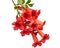 Red flowers of Campsis, radicans grandiflora trumpet creeper vine climbing blooming liana plant, isolated on white background