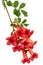 Red flowers of Campsis, radicans grandiflora trumpet creeper vine climbing blooming liana plant, isolated on white background