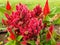 Red flowers of Celosia argentea or Celosia cristata