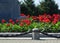 Red flowers in the city square at the foot of the monument