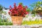 Red flowers in clay pot, Bali, Crete, Greece