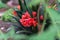 Red flowers of Clivia miniata Natal lily, bush lily, Kaffir lily