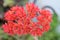 Red flowers - Close up - Crassula falcata -Italy