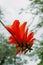 Red flowers of the Coral Bean Tree