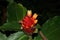 Red flowers. Costus montanus close up.