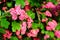 Red flowers of English hawthorn Crataegus laevigata