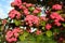 Red flowers of English hawthorn Crataegus laevigata