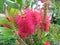 Red flowers of Eucalyptus