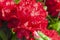 Red flowers of evergreen rhododendron in dew drops close-up