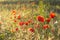 Red flowers in the field. Numerous buds of poppies