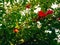 Red flowers, flowering bush Pomegranate lat. Punica.