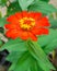 Red flowers in the front garden of Ngabar, Indonesia residents houses