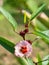Red flowers and fruit of Rosella Hibiscus sabdariffa Linn. or Jamaican Sorel, Roselle, Rozelle, Sorrel, Red Sorrel, Kharkade,