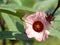 Red flowers and fruit of Rosella Hibiscus sabdariffa Linn. or Jamaican Sorel, Roselle, Rozelle, Sorrel, Red Sorrel, Kharkade,