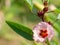 Red flowers and fruit of Rosella Hibiscus sabdariffa Linn. or Jamaican Sorel, Roselle, Rozelle, Sorrel, Red Sorrel, Kharkade,