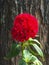 Red flowers in the garden photographed on a bark background.