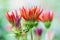 Red flowers Gazania at shallow depth background