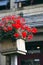 Red flowers geraniums in the quaint square wooden pot