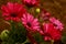 Red flowers Gerbera jamesonii Bolus
