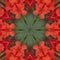 Red Flowers gladiolus