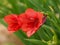 Red flowers on a Gladiolus flanaganii plant