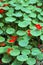 Red flowers with green leaves