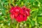 Red flowers and green leaves of Erythrina crista-galli,