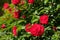 Red flowers and green leaves. French rose