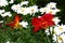 Red flowers hemerocallis and camomiles.