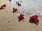 Red flowers of hibiscus lie on the sandy beach against blurred sea waves at the background