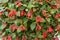 Red flowers of Honeysuckle Fuchsia, also called Firecracker Fuchsia, Fuchsia Thalia