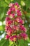 Red flowers of a horsechestnut tree in Manchester, Connecticut