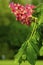 Red flowers of a horsechestnut tree in Manchester, Connecticut