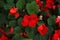 Red flowers of Impatiens walleriana busy Lizzie, sultana with green leaves