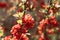 Red flowers of Japanese quince, illuminated by the sun with bokeh. Natural background. Botanical postcard